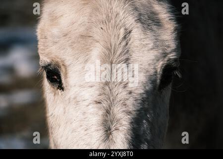 Horsee e Mule in un campo innevato Foto Stock