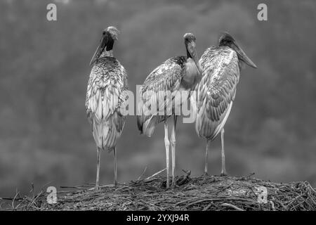 Famiglia di cicogne Jabiru su un nido e bianco e nero Foto Stock