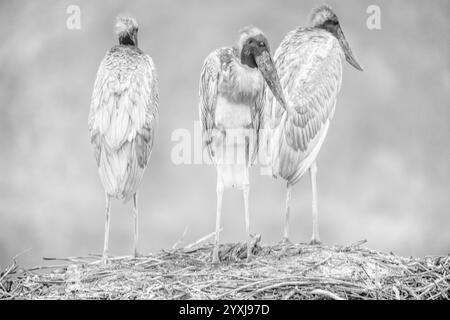 Famiglia di cicogne Jabiru su un nido e bianco e nero Foto Stock