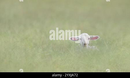 Un piccolo agnello adagiato in un prato circondato da erba alta, verde pastello, spazio copia, spazio negativo, angolo basso, minimalismo, 16:9 Foto Stock