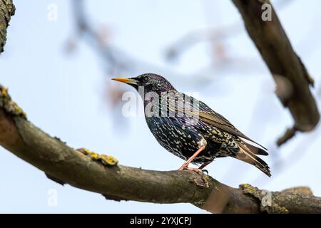 starling comune o starling europeo seduti su un albero di rami. Foto Stock