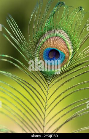 Piuma di pavone con numerosi colori brillanti e molto verde visto da vicino Foto Stock