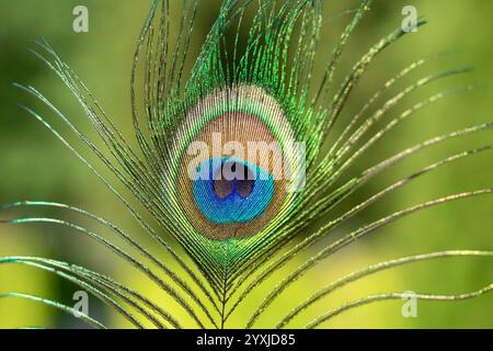 Piuma di pavone con numerosi colori brillanti e molto verde visto da vicino Foto Stock
