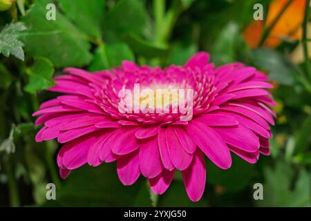 Una vivace margherita rosa gerbera fiorisce in modo prominente tra il verde del fogliame. I suoi delicati petali e il centro giallo creano un suggestivo contrasto nel giardino Foto Stock