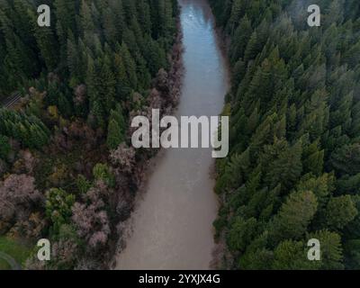 Una vista aerea del fiume Eel che scorre attraverso gli alberi di sequoia dopo le piogge quando l'acqua è fangosa, torbida e alta in California. Foto Stock