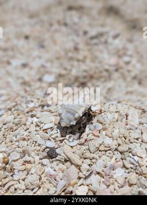 Granchio da spiaggia sulla sabbia - primo piano Foto Stock