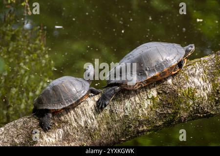 Cursore con orecchie rosse sul tronco dell'albero Foto Stock