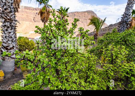 Cespuglio di elefanti, la pianta di Spekboom lascia la pianta di Portulacaria afra in natura Foto Stock