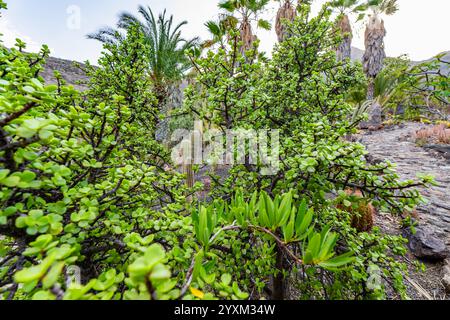 Cespuglio di elefanti, la pianta di Spekboom lascia la pianta di Portulacaria afra in natura Foto Stock