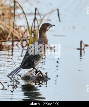 Cormorano pigmeo adulto (Microcarbo pygmeus) arroccato su un ramo di un grande fiume Foto Stock