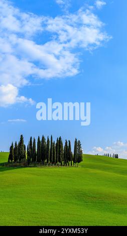 Cipressi boschetto in campo verde in Toscana Italia Foto Stock