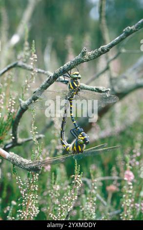 Dragonfly ad anello dorato (Cordulegaster boltonii), coppia di accoppiamento Foto Stock