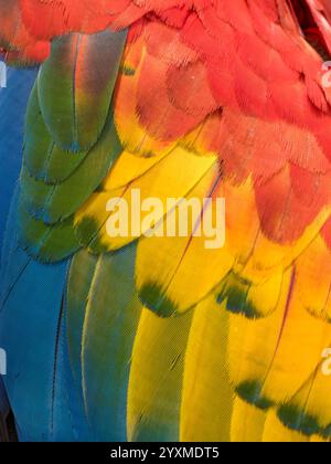 Scarlet Macaw, Ara macao, dettaglio piume, Costa Rica Foto Stock