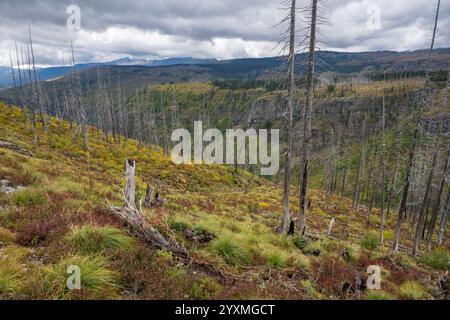 Regerneration dopo l'incendio della foresta di Howe Ridge del 2018, Fifty Mountain, Glacier National Park, Montana, Stati Uniti Foto Stock