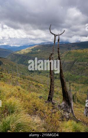 Regerneration dopo l'incendio della foresta di Howe Ridge del 2018, Fifty Mountain, Glacier National Park, Montana, Stati Uniti Foto Stock