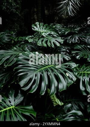 Un vivace primo piano di lussureggianti foglie di monstera verde in una foresta tropicale. Le grandi foglie lucide con fori naturali creano un fogliame denso ed esotico Foto Stock