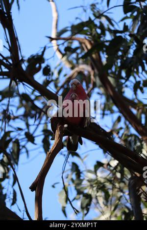 Un bel paio di pappagalli. Galah (petto di rosa) Cockatoo. Riserva dei Koala, Phillip Island, vicino a Melbourne in Victoria, Australia. Foto Stock