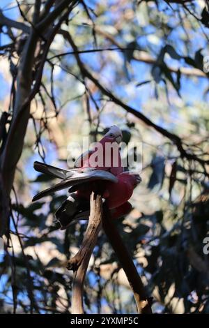 Un bel paio di pappagalli. Galah (petto di rosa) Cockatoo. Riserva dei Koala, Phillip Island, vicino a Melbourne in Victoria, Australia. Foto Stock