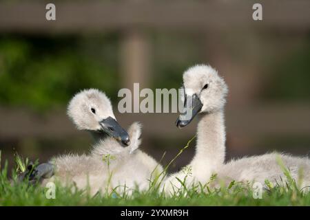 Due cignetti di cigno che piombano al sole estivo Foto Stock