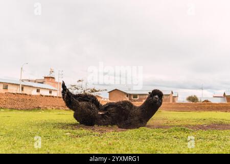 Alpaca nero che si trova capovolto con un incidente nella catena montuosa delle Ande circondato da vegetazione verde e cielo nuvoloso Foto Stock