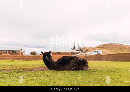 Alpaca nero che si trova capovolto con un incidente nella catena montuosa delle Ande circondato da vegetazione verde e cielo nuvoloso Foto Stock