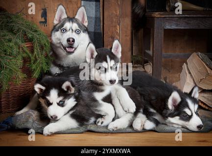 Cuccioli Husky di due mesi con la madre al chiuso Foto Stock