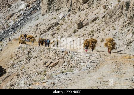 Raccolta del grano nella valle di Hushe, Kanday, Baltistan, Pakistan Foto Stock