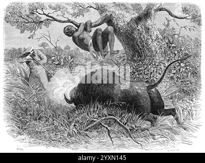 Capitano John Hanning Speke (1827-1864) esploratore e ufficiale militare inglese che caccia Buffalo nella spedizione africana Speke e Grant del 1860 alla sorgente del Nilo Africa. Incisione vintage o storica o illustrazione 1864 Foto Stock