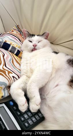 Divertente gatto bianco grasso giace sul divano con calcolatrice e riposa dopo una giornata di lavoro Foto Stock