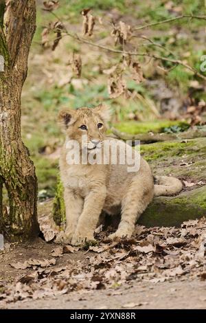 Cucciolo di leone asiatico (Panthera leo persica) seduto a terra, prigioniero Foto Stock