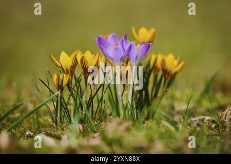 Crocus primaverile o Crocus gigante (Crocus cultivar) fiorito colorato in primavera su un prato, Baviera, Germania, Europa Foto Stock