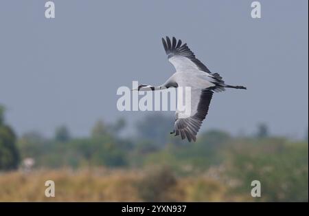 Demoiselle gru (Anthropoides virgo) Foto Stock