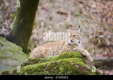 Lince eurasiatica (lince lince) adagiata su una roccia, Baviera, Germania, Europa Foto Stock