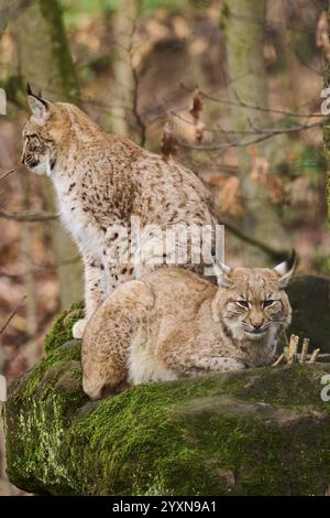 Lince eurasiatica (lince lince) adagiata su una roccia, Baviera, Germania, Europa Foto Stock