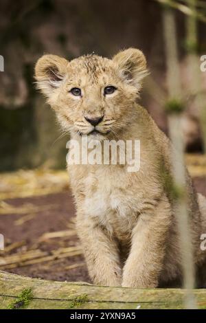 Cucciolo di leone asiatico (Panthera leo persica) seduto a terra, prigioniero Foto Stock