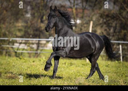 Gelding frisone nel pascolo in autunno Foto Stock