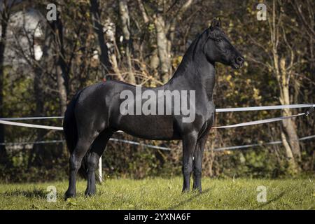 Gelding frisone nel pascolo in autunno Foto Stock
