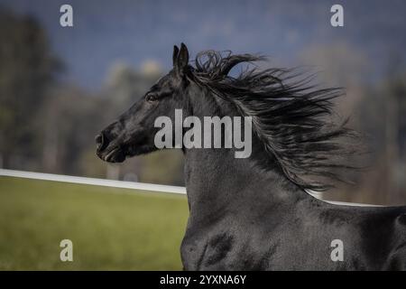 Gelding frisone nel pascolo in autunno Foto Stock