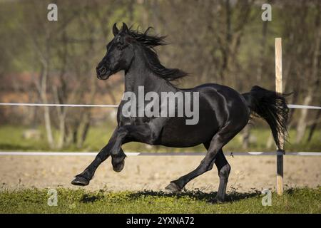 Gelding frisone nel pascolo in autunno Foto Stock