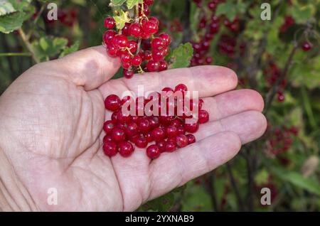La mano raccoglie frutti da uva rossa francese. Raccolta del ribes. Ribes rosso, raccolta dell'uva. La mano raccoglie frutti da uve rosse francesi - Foto Stock