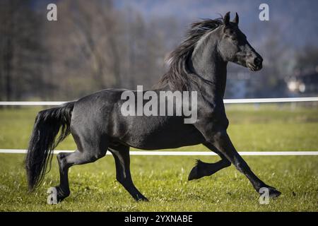 Gelding frisone nel pascolo in autunno Foto Stock