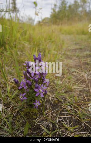 Chiltern gentian (Gentianella germanica), ghirlanda genziana, genziana, Isar Valley, Lenggries, Isar, fiume, Baviera, Alpi, Prealpi, montagne, spina alpina Foto Stock