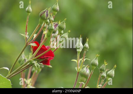 Un gruppo di gemme di rose con una rosa rossa in fiore sullo sfondo verde vivace Foto Stock