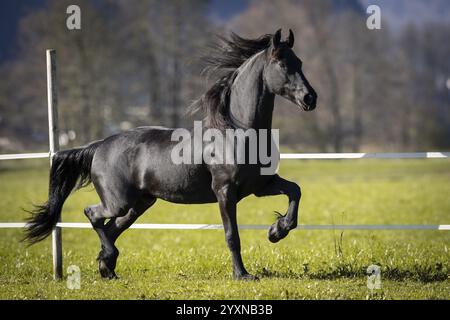 Gelding frisone nel pascolo in autunno Foto Stock