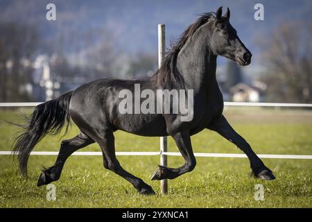 Gelding frisone nel pascolo in autunno Foto Stock