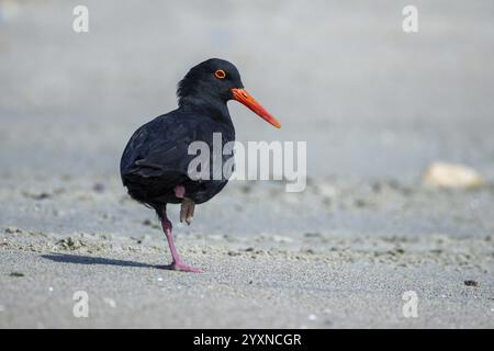 Oystercatcher nero africano, Haematopus moquini, seduto su una spiaggia sabbiosa, Limikole, Namibia, Africa Foto Stock