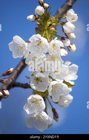 Ramo di ciliegio fiorito. Petali bianchi di ciliegia fiorita. Ciliegie fiorite in primavera contro il cielo blu. Bulgaria Foto Stock