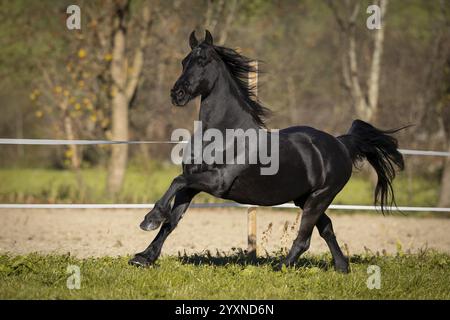 Gelding frisone nel pascolo in autunno Foto Stock