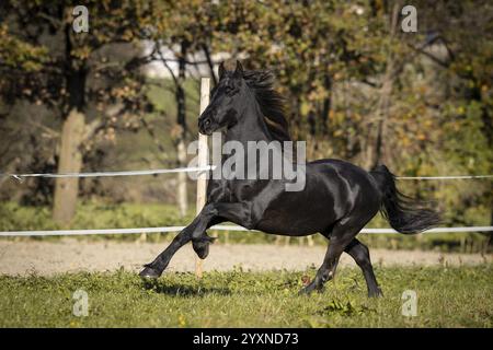 Gelding frisone nel pascolo in autunno Foto Stock