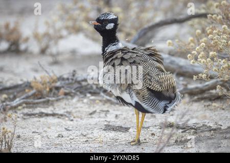 Korhaan nero del Nord, Afrotis afraoides, seduti a terra, Namibia, Africa Foto Stock